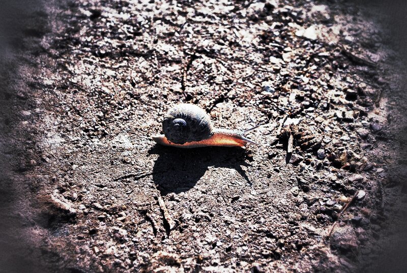 snail on gravel path
