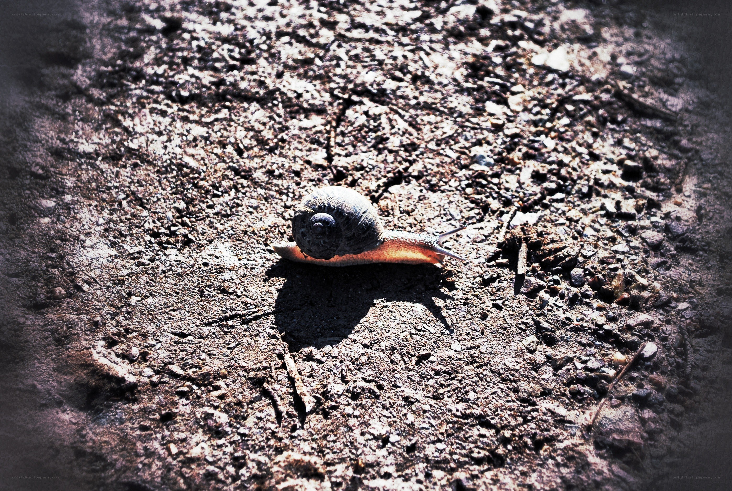 snail on gravel path
