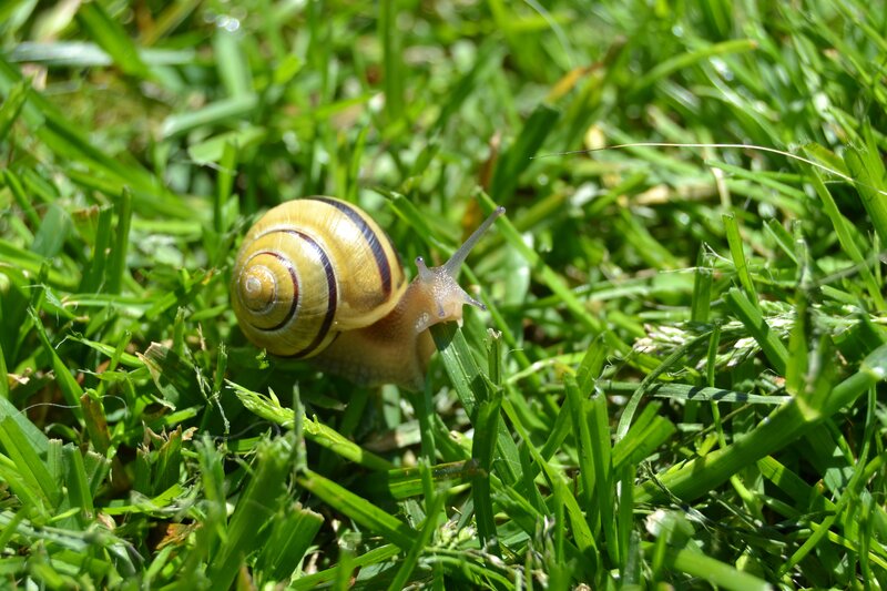 snail on green grass