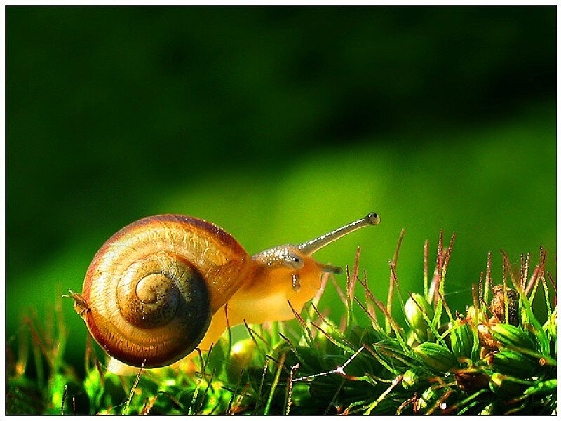 snail on green grass