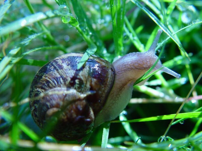 Snail on Green Grass — Calm