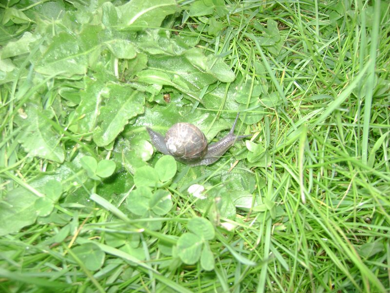 Snail on Green Grass — Natural