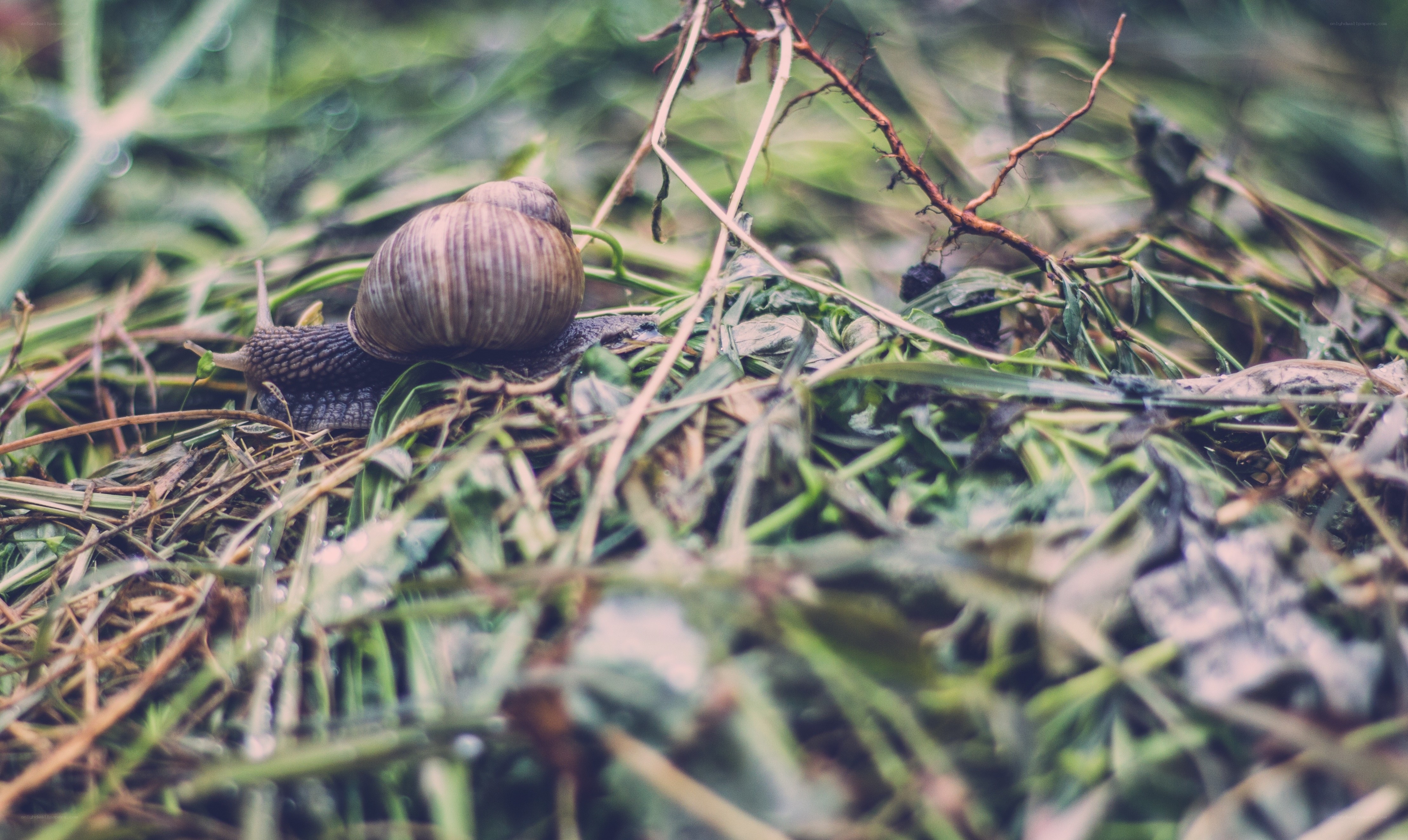 snail on green grass