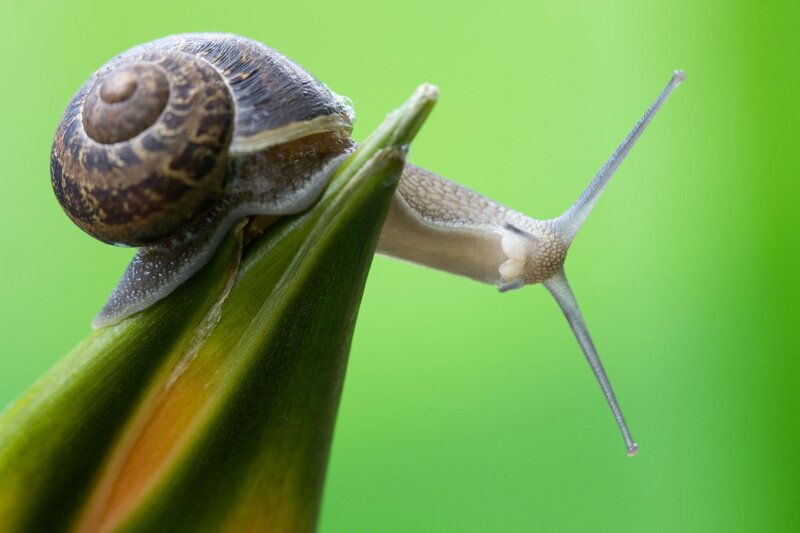 snail on green leaf