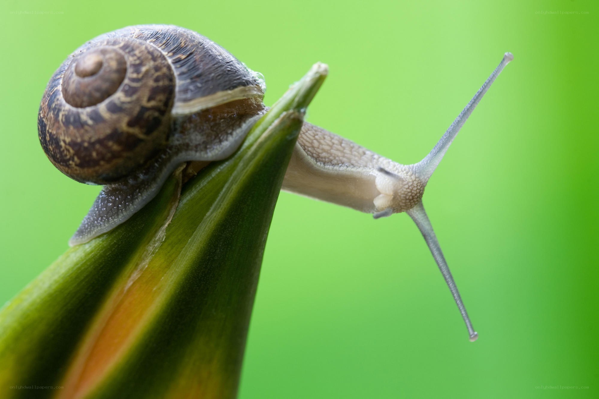 snail on green leaf