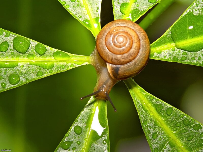 snail on green leaf