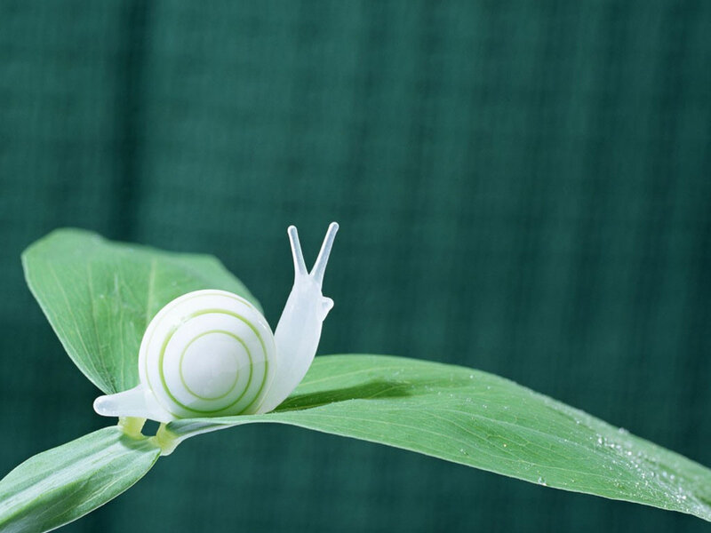 snail on green leaf