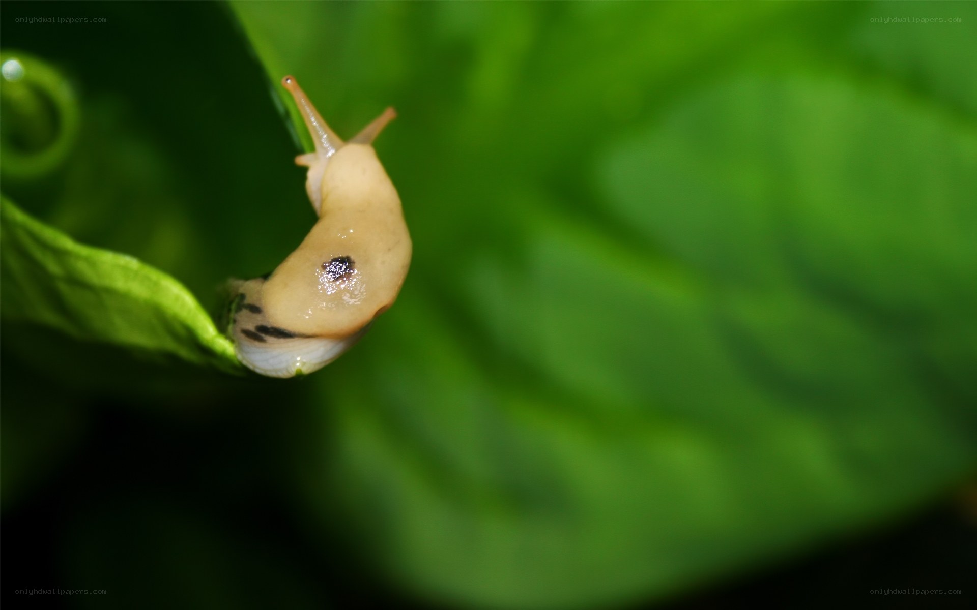 snail on green leaf
