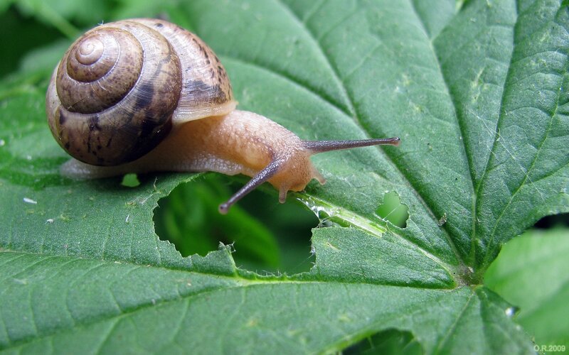 snail on green leaf