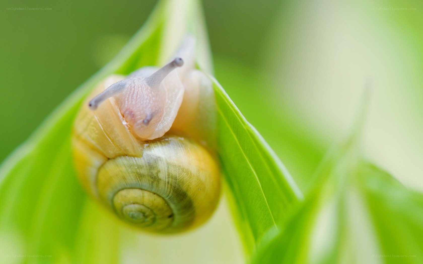 snail on green leaf