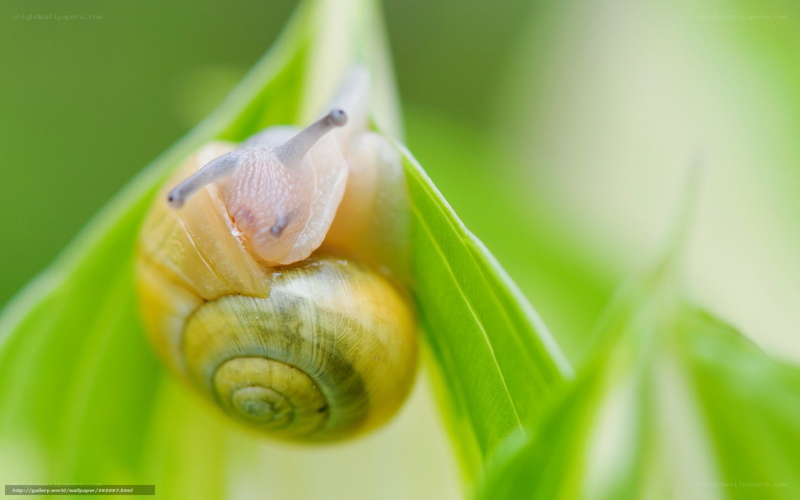 snail on green leaf