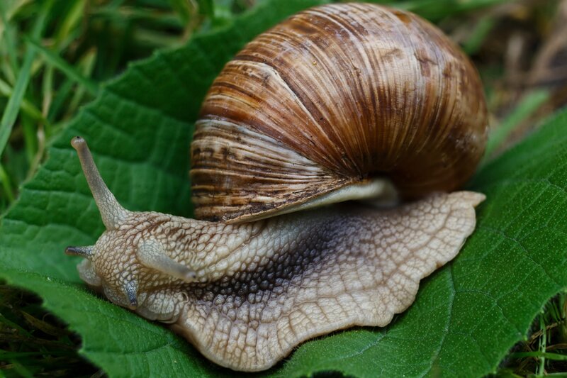 Snail on Green Leaf — Calm, Morning, Photograph, Grass