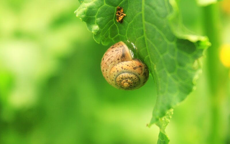 Snail on Green Leaf — Calm, Morning, Photograph, Shell, Bug