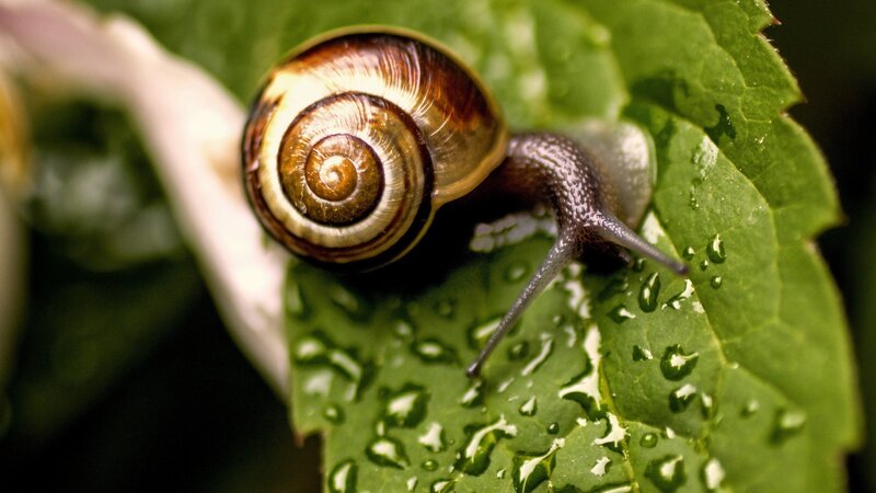 Snail on Green Leaf — Calm, Morning, Photograph