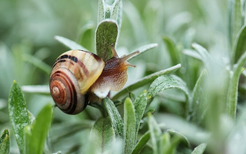 Snail on Green Leaf — Calm, Morning