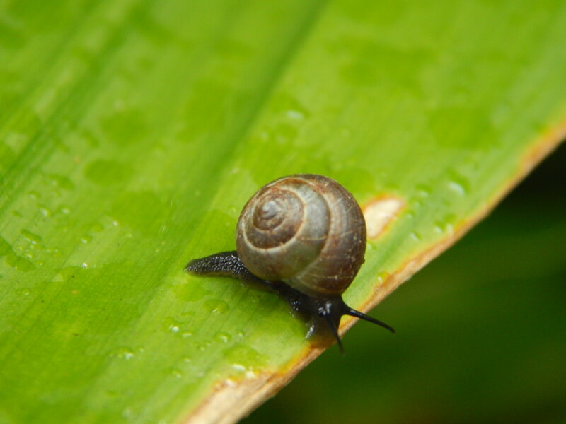 Snail on Green Leaf — Calm, Photograph, Droplets