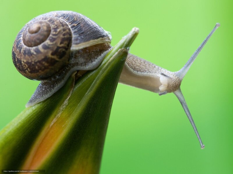Snail on Green Leaf — Calm, Photograph, Shell, Antennae