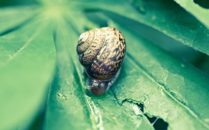 Snail on Green Leaf — Calm, Photograph, Shell, Bug Bite