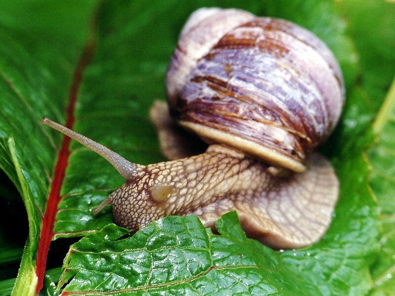 Snail on Green Leaf — Calm, Photograph, Shell, Tentacle