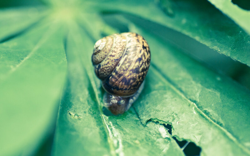 Snail on Green Leaf — Calm, Photograph, Shell