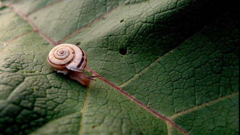 Snail on Green Leaf — Calm, Photograph, Shell, Vein