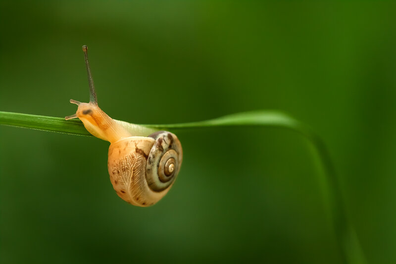 Snail on Green Leaf — Calm, Photograph