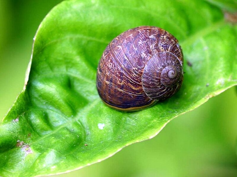 Snail on Green Leaf — Calm