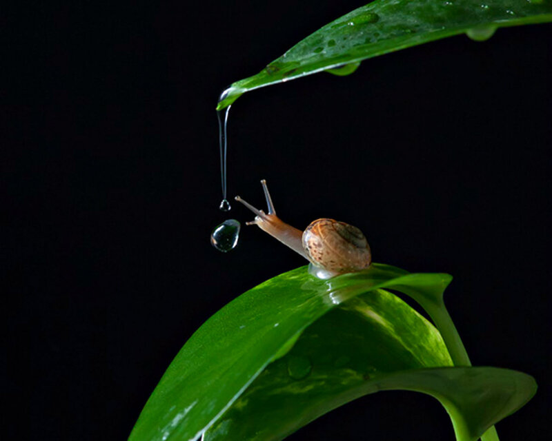 Snail on Green Leaf — Dramatic, Photograph