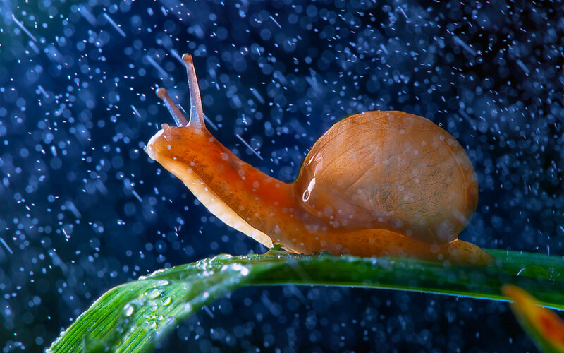 Snail on Green Leaf — Dramatic