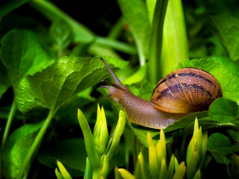 Snail on Green Leaf — Natural, Photograph, Plant