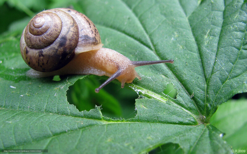 Snail on Green Leaf — Natural, Photograph, Shell