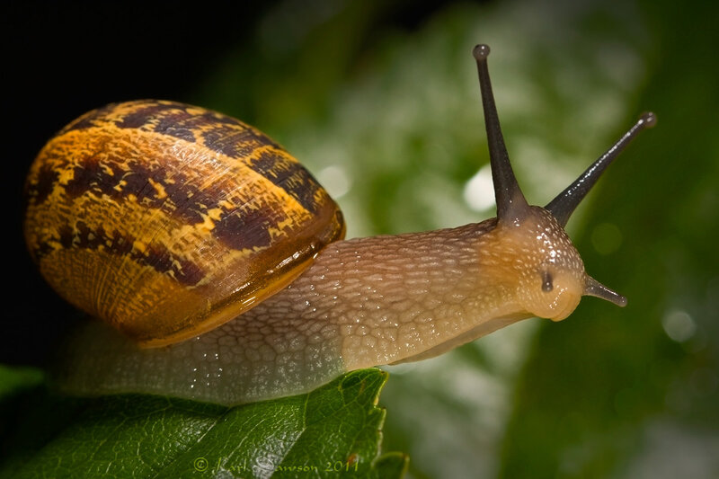 Snail on Green Leaf — Natural, Photograph