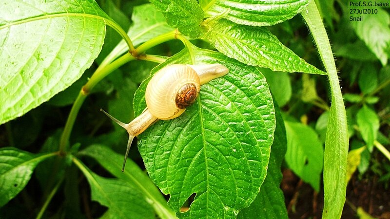 Snail on Green Leaf — Natural