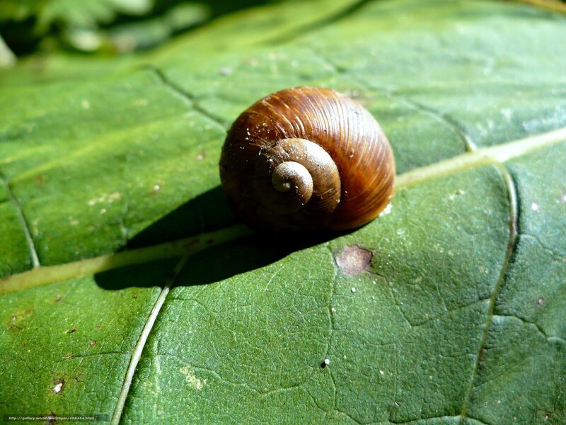Snail on Green Leaf — Serene, Afternoon, Photograph, Shell