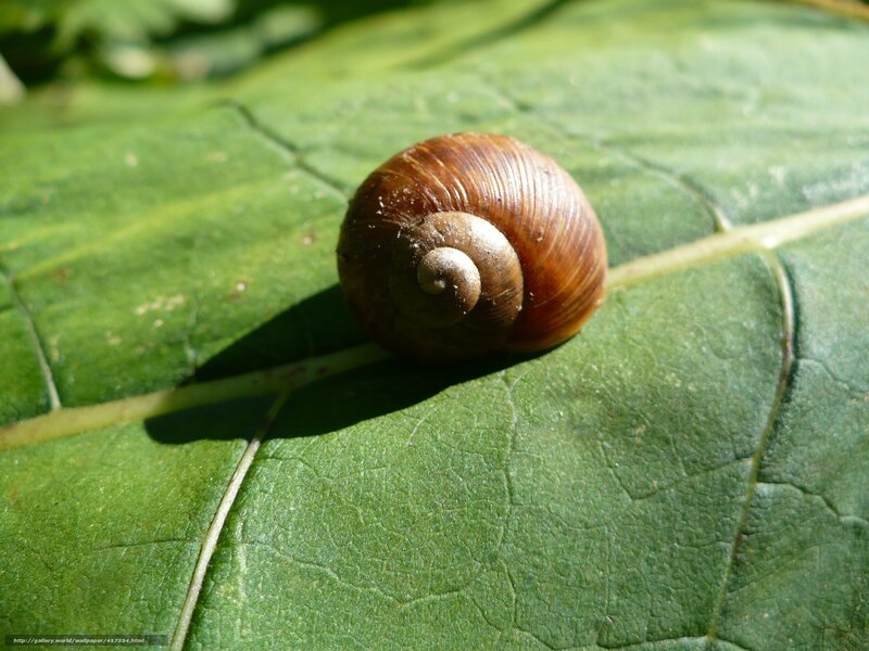 Snail on Green Leaf — Serene, Afternoon, Photograph