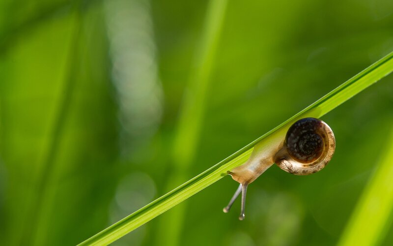 Snail on Green Leaf — Serene, Morning, Photograph, Brown