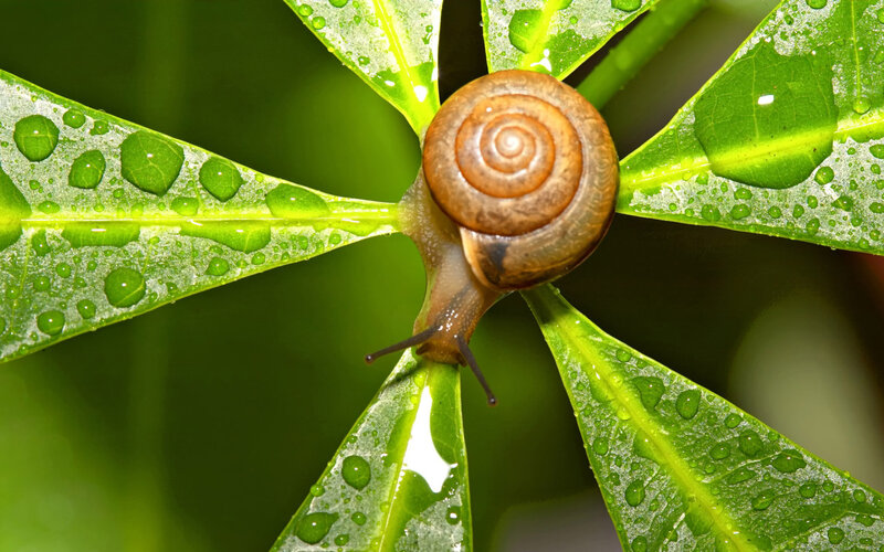 Snail on Green Leaf — Serene, Morning, Photograph, Droplet