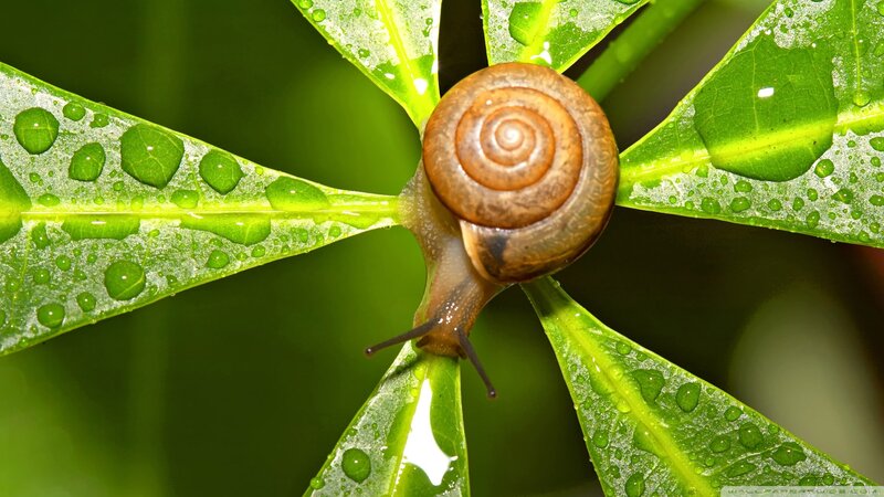 Snail on Green Leaf — Serene, Morning, Photograph, Droplets, Shell