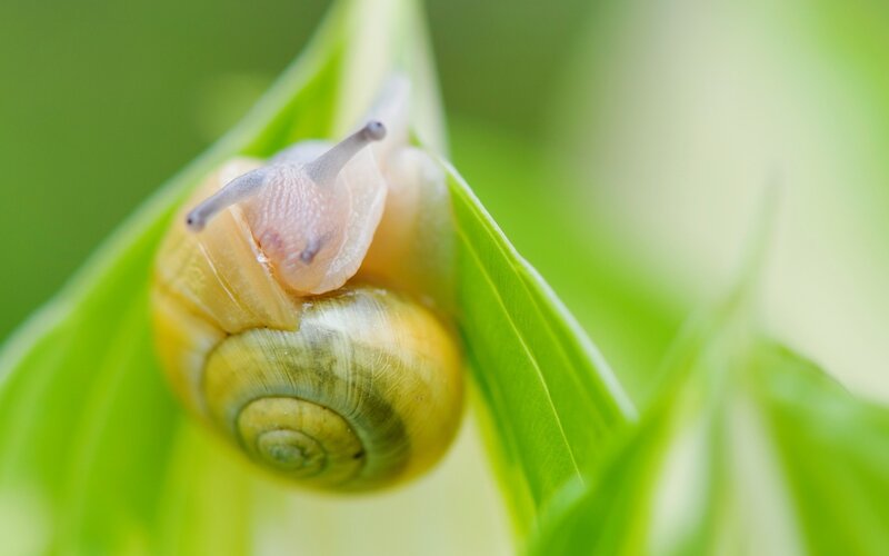 Snail on Green Leaf — Serene, Morning, Photograph, Shell