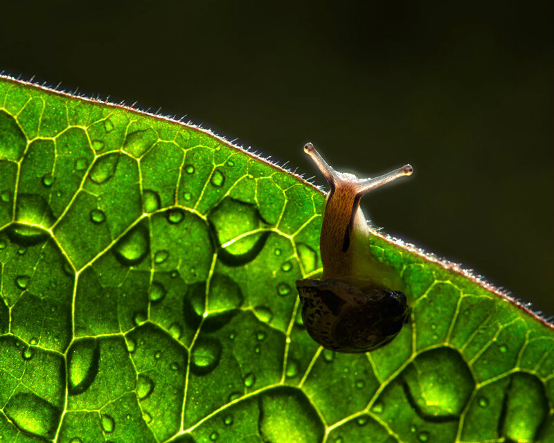Snail on Green Leaf — Serene, Morning, Photograph