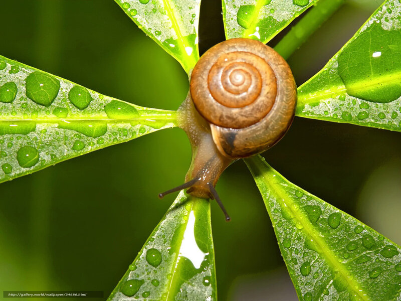 Snail on Green Leaf — Serene, Morning