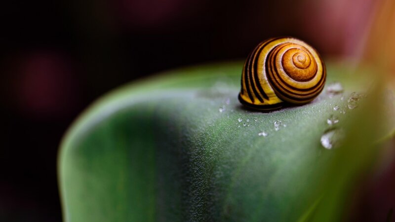 Snail on Green Leaf — Serene, Photograph