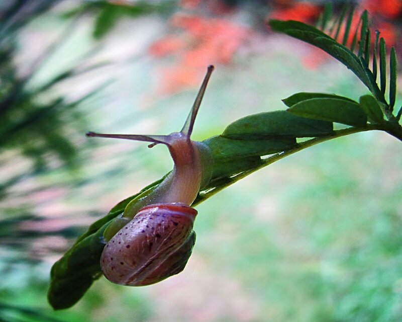 Snail on Green Leaf — Serene