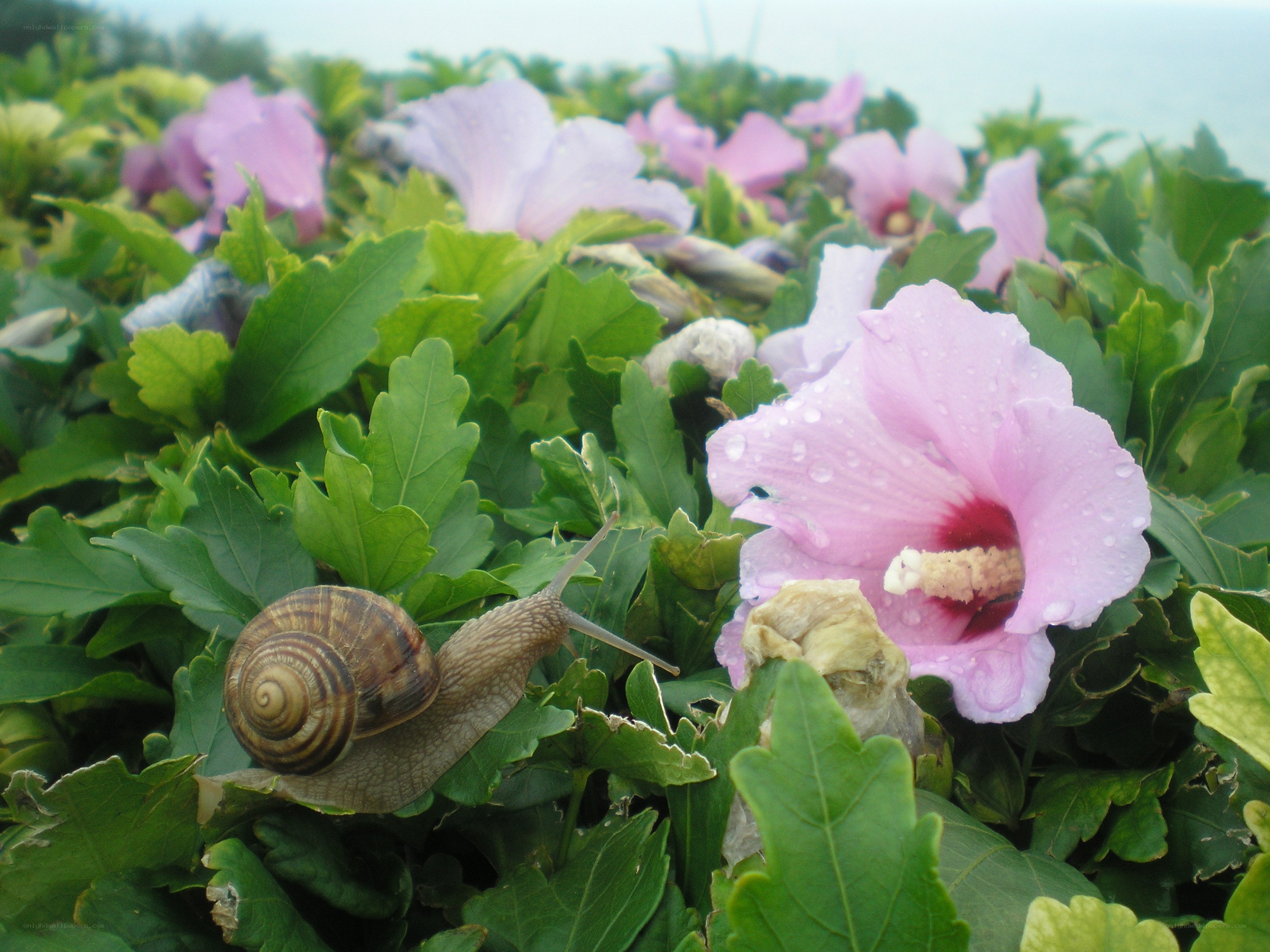snail on green leaves