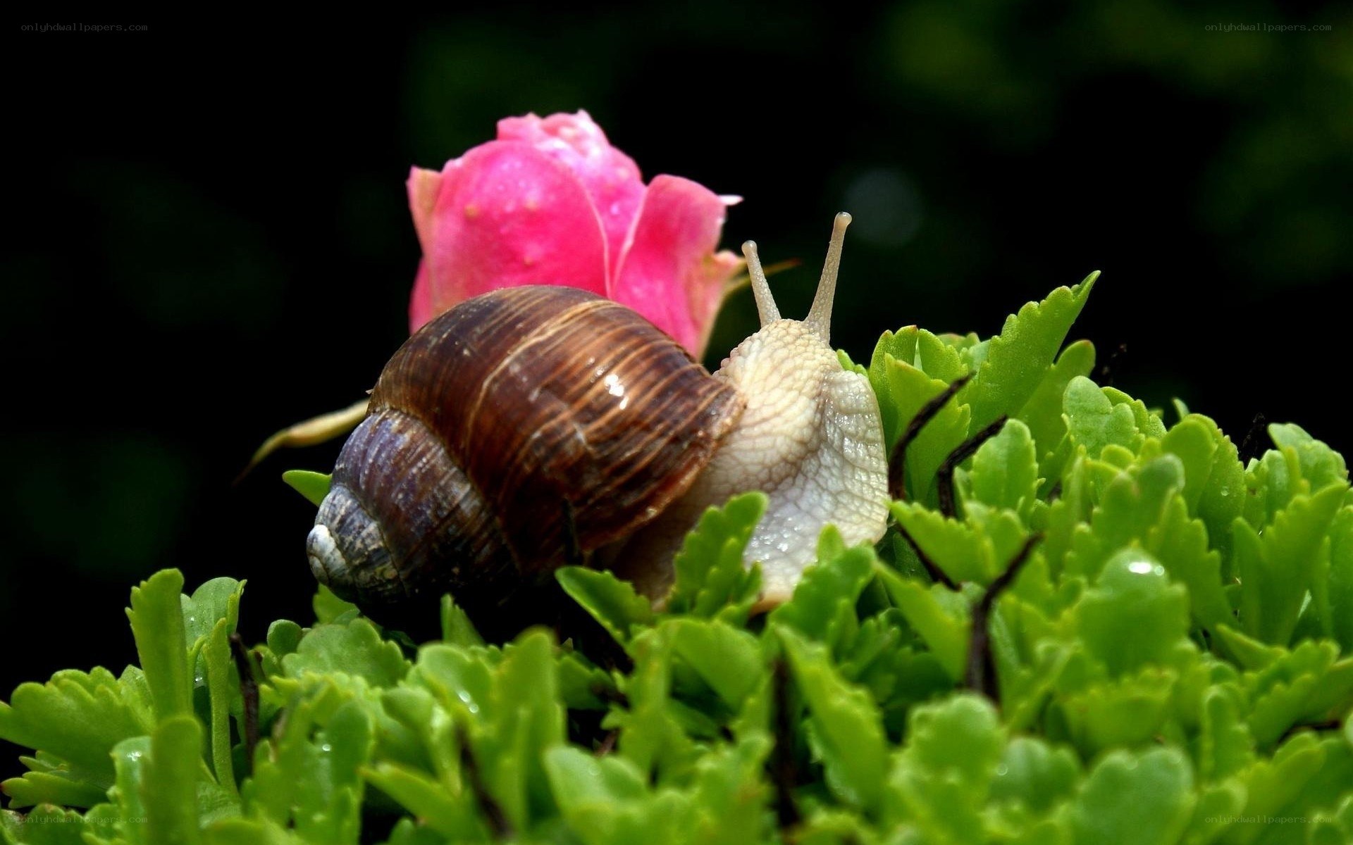 snail on green leaves