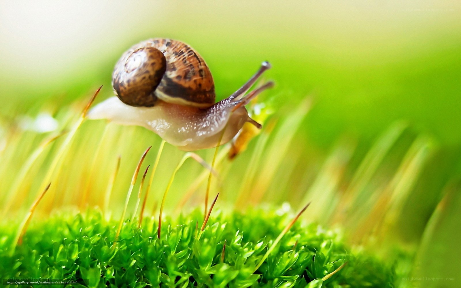 snail on green moss
