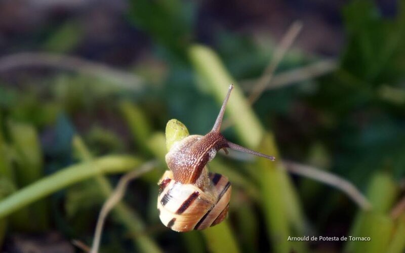 Snail on Green Plant