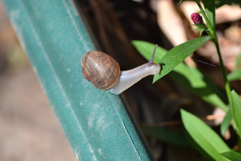 Snail on Green Rail