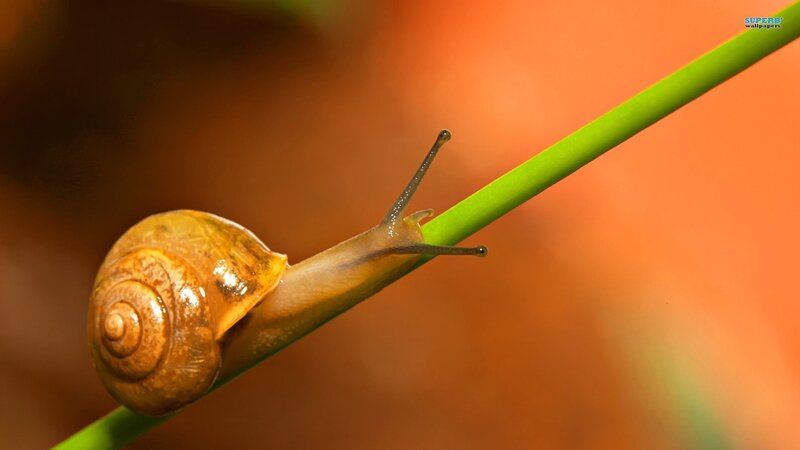 Snail on Green Stem — Calm, Photograph, Shell