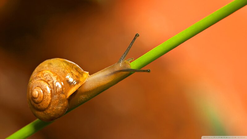 Snail on Green Stem